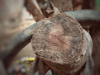 Close-up of log in forest