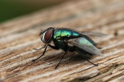 Close-up of housefly on wood