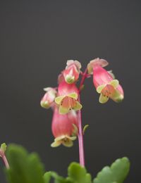 Close-up of pink flowers blooming outdoors