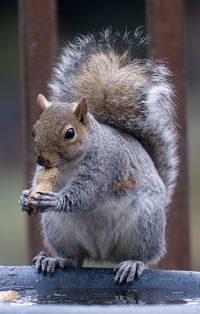 Garden squirrel finds a peanut in a frozen bird bath.