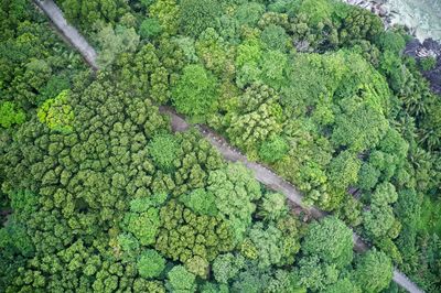 Drone field of view of a walkway through green nature in mahé, seychelles.