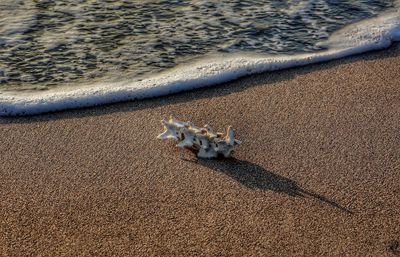 High angle view of dog on sand