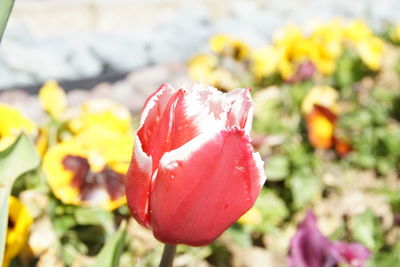 Close-up of pink rose