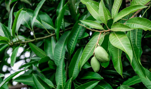 Close-up of mangoes growing on tree