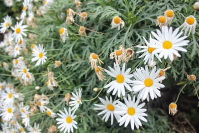 Close-up of flowers