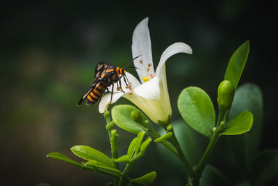 A  amata huebneri collecting nectar on white flower is murraya paniculata flower.