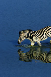 Zebra crossing in a lake