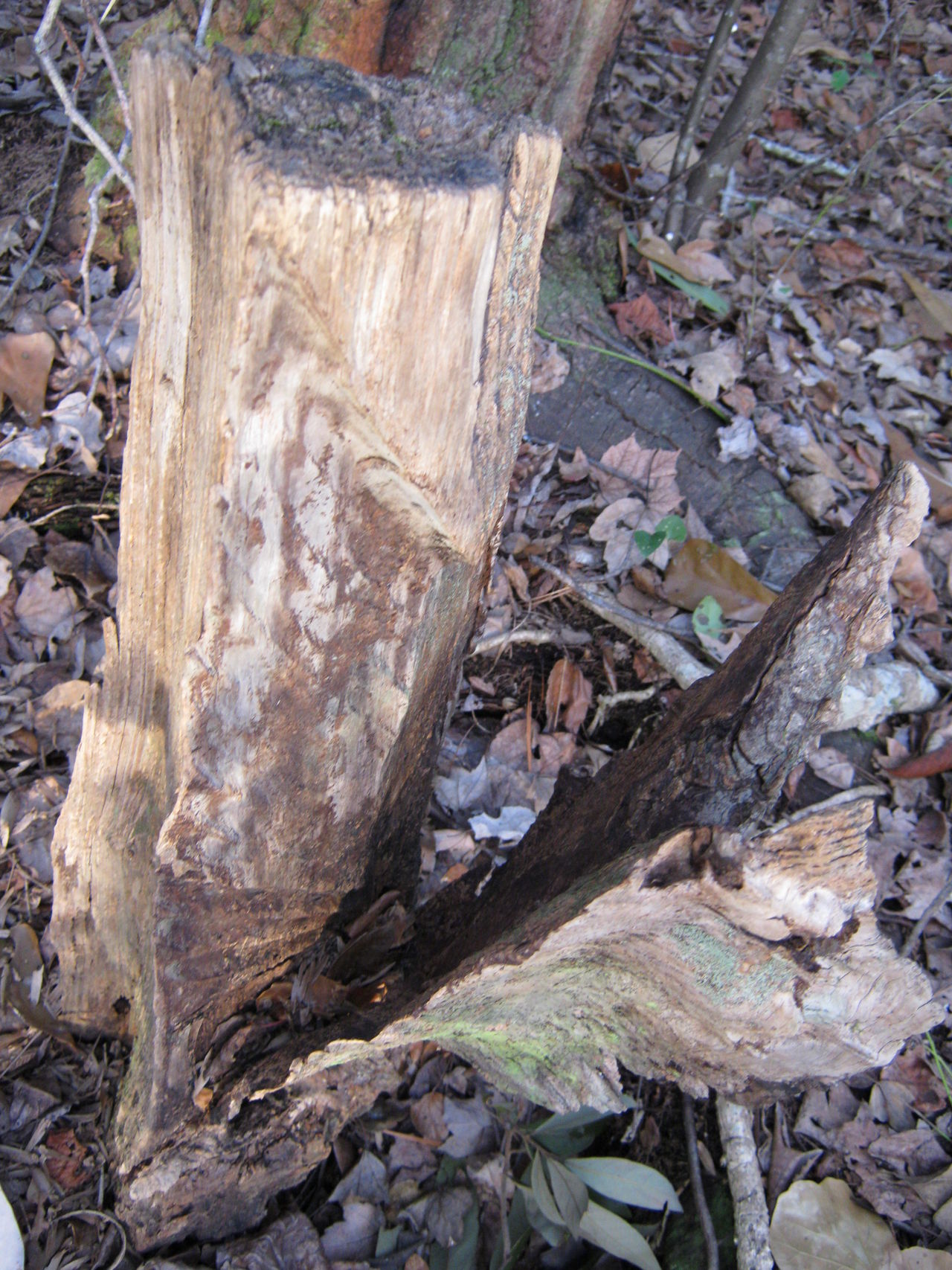 Lightning stricken stump