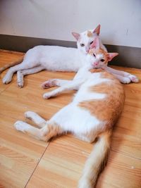 High angle view of cat resting on hardwood floor