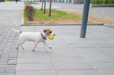 Dog walking on footpath