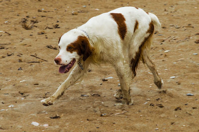 Dog on sand