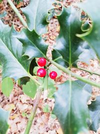 Close-up of red berries growing on tree