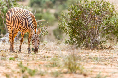 View of a zebra