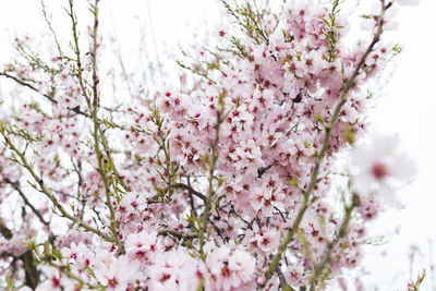 Close-up of pink cherry blossoms in spring