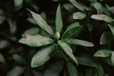 Close-up of plant