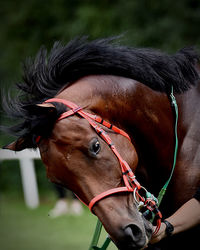 Close-up of horse