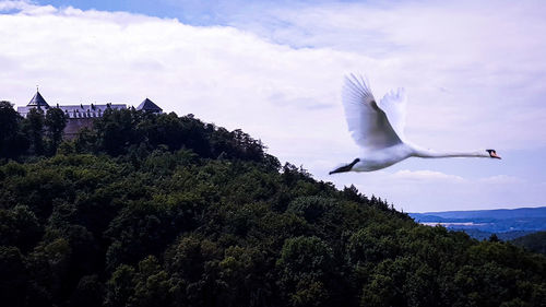 Low angle view of bird flying over trees against sky