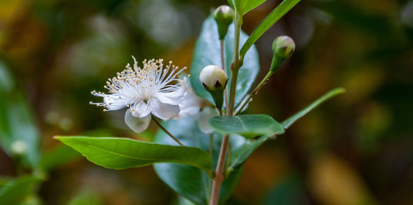 Close-up of white flowering plant