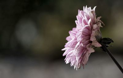 Close-up of pink flower against blurred background