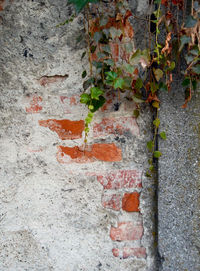 Close-up of brick wall with ivy