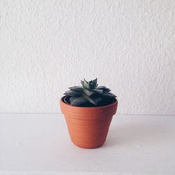Close-up of potted plant on wall