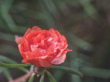 Close-up of rose blooming outdoors