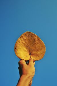 Close-up of hand holding leaf against clear blue sky