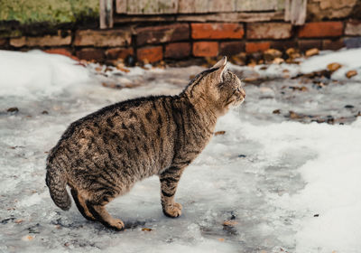 Close-up of cat