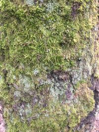 Full frame shot of moss growing on rock
