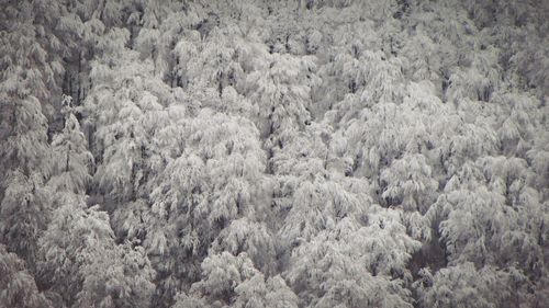 Full frame shot of tree