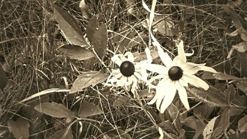 Close-up of plant