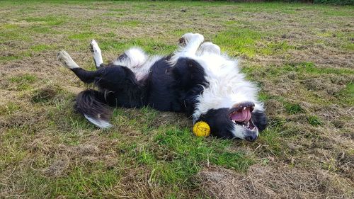 High angle view of dog on field