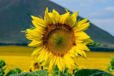 Close-up of sunflower