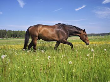 Horse standing on field