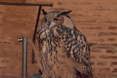 Close-up portrait of owl perching outdoors