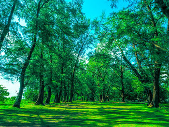 Trees in park