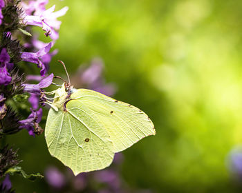 Close-up of butterfly pollinating flower