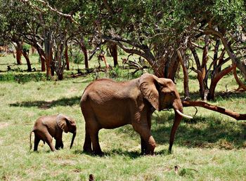 Elephants on grass