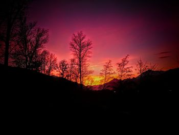 Silhouette of trees at sunset