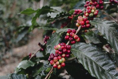 Close-up of berries growing on tree