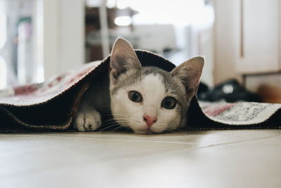 Close-up portrait of a cat lying on floor