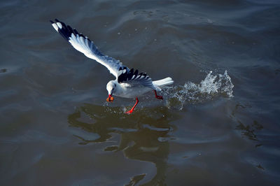 Bird flying over lake