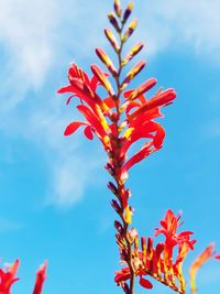 Low angle view of red flowering plant against sky