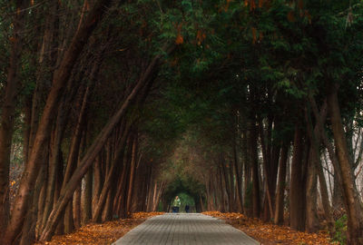 Empty road amidst trees