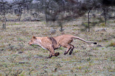 Lioness running on field