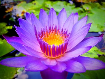 Close-up of purple water lily