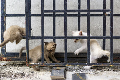 View of monkey in cage