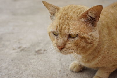 Close-up of a cat