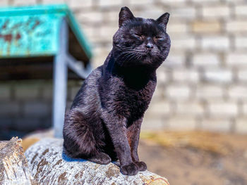 Portrait of black cat