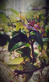 Close-up of fresh green plant